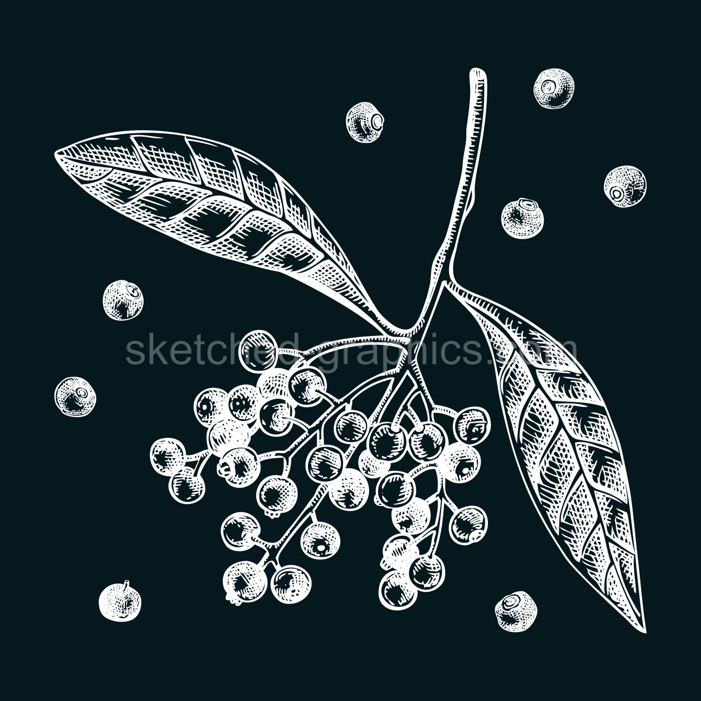 Allspice sketches set. Kitchen spice with berries chalk drawing. Mexican herbs and spices hand-drawn vector illustration. NOT AI generated Illustration